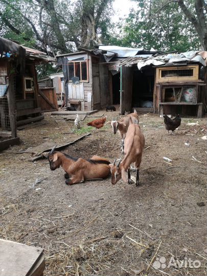 Козы молодые