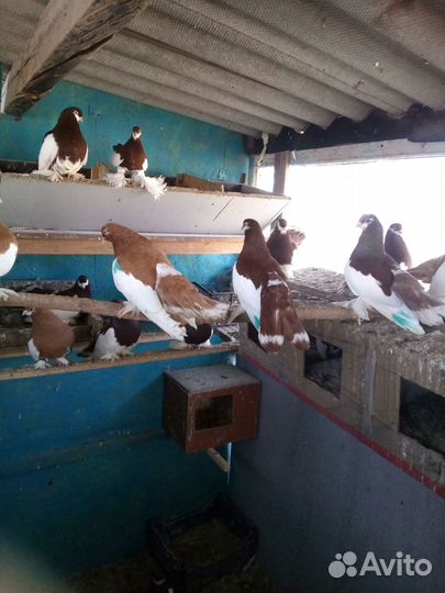 Голуби волжские ленточные