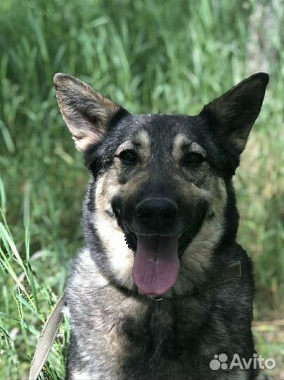 Ласковая Ариэль из приюта бесплатно