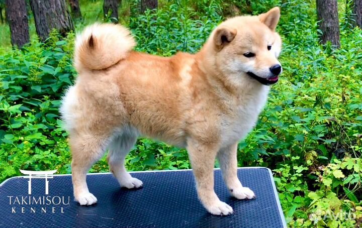 Очень красивпя девочка сиба ину