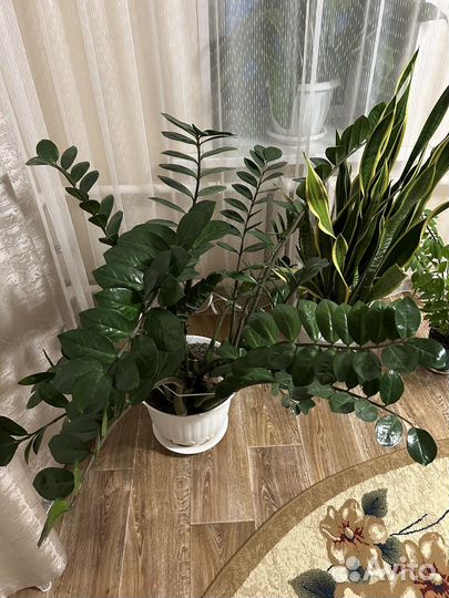 Замиокулькас