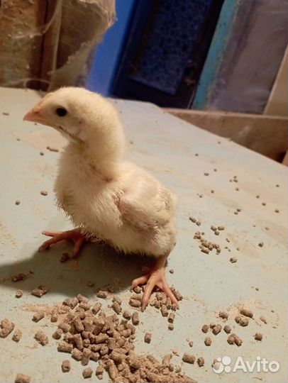Продам бройлер цыплята