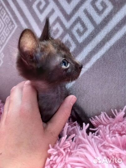 Котёнок мальчик 1 месяц