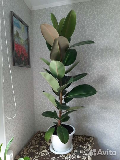 Фикус каучуконосный большой