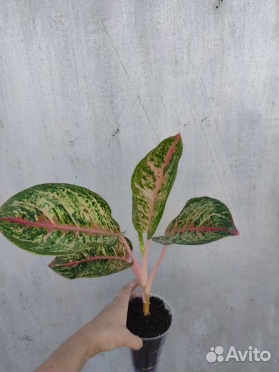 Аглаонема Painted Celebration,Биг папа