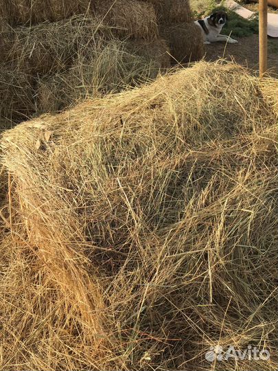 Сено в рулонах