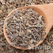 Семена укропа этого года