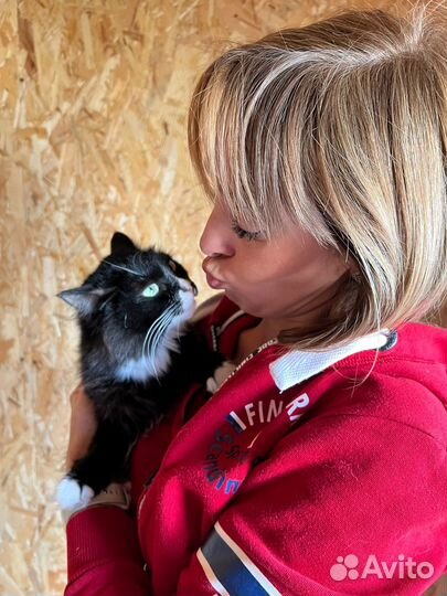 Юная красавица Асти.Приют Некрасовка.Кошечка в дар