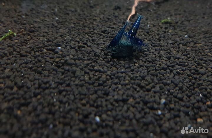 Аквариумные Креветки Caridina,Neocaridina