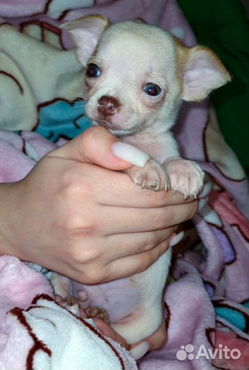 Минюшечки малышики чихуахуа, доставка