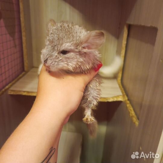 Шиншилла