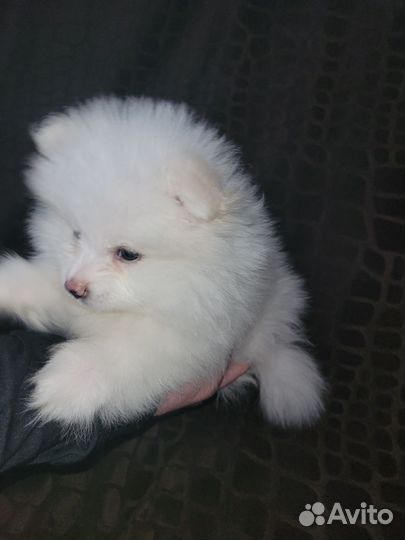 Белый померанский шпиц