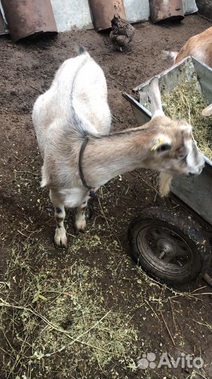 Коза дойная альпийская