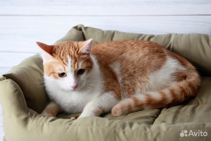 Котики бесплатно