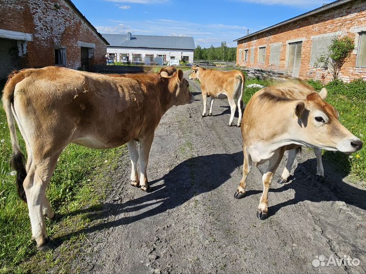 Телка Джерси