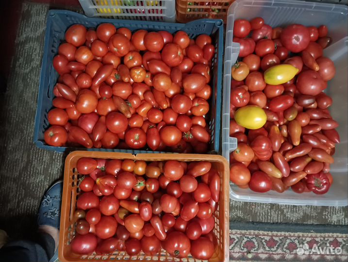 Болгарский перец, помидоры, кабачки и др