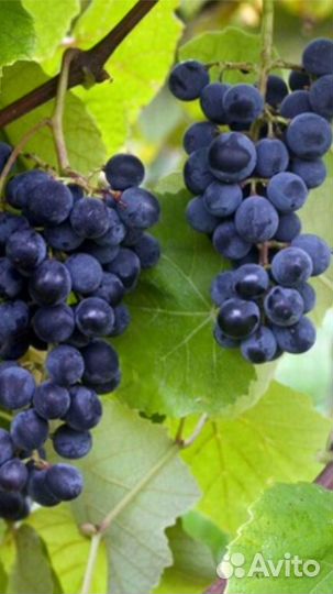 Укорененные черенки винограда Изабелла