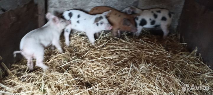 Помесь венгерской мангалицы и белой крупной