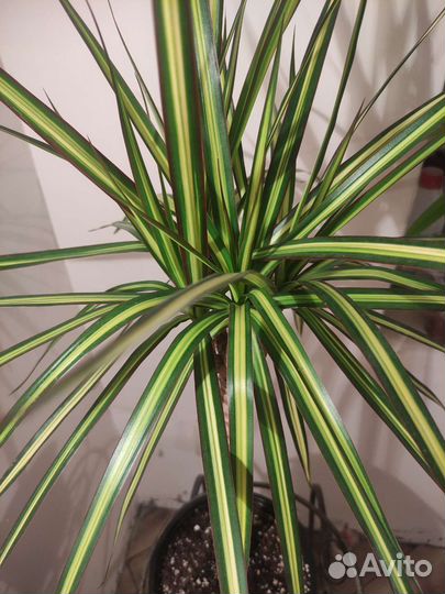 Драцены Санрей и Биколор