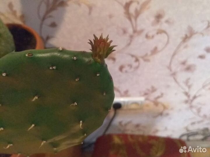 Опунция зимостойкая