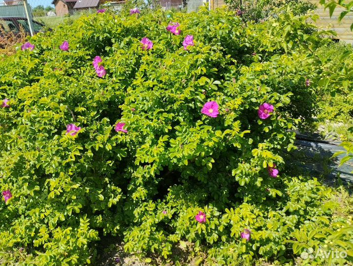 Саженцы шиповника