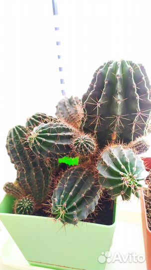 Отдам кактусёнка в добрые руки