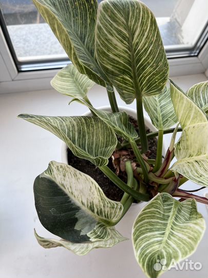 Филодендрон биркин вайт