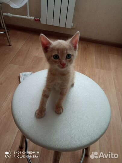 Котик Рыжик