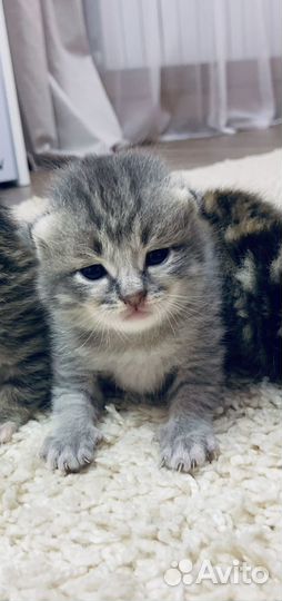 Котятки в добрые руки