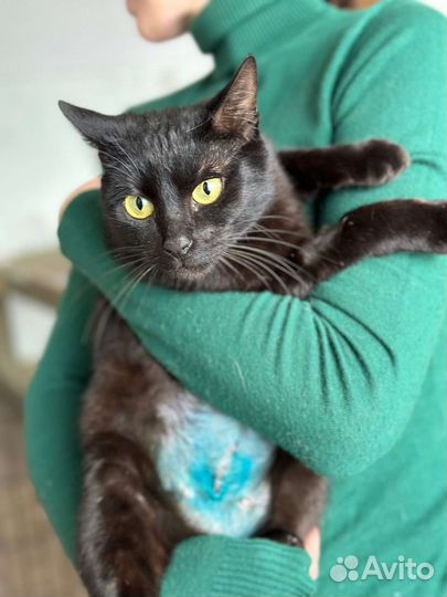 Отдам в добрые руки