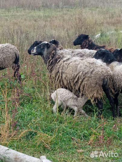 Животные,мясо, романовские овцы, баранина