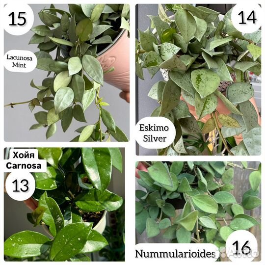 Хойя срезами