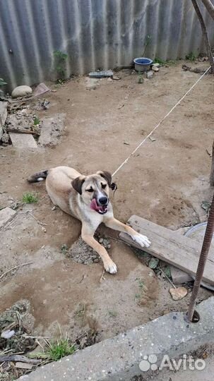 Молодой кобель