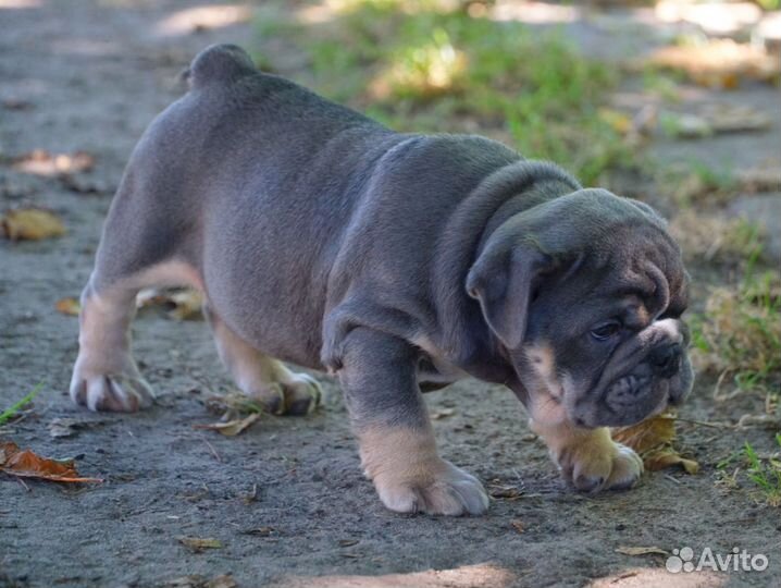 Английский бульдог, шикарный мальчик