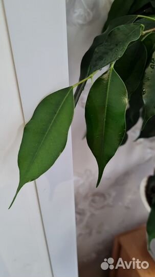 Фикус бенджамина большой