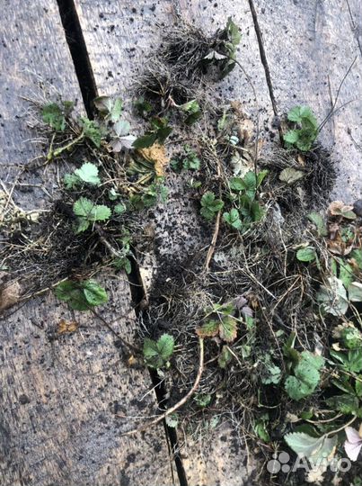 Земклуника, земляника, цветы садовые