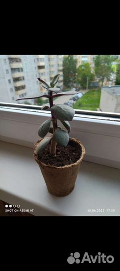 Толстянка Денежное дерево
