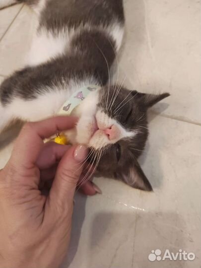 Лучшая кися в мире ищет маму и папу