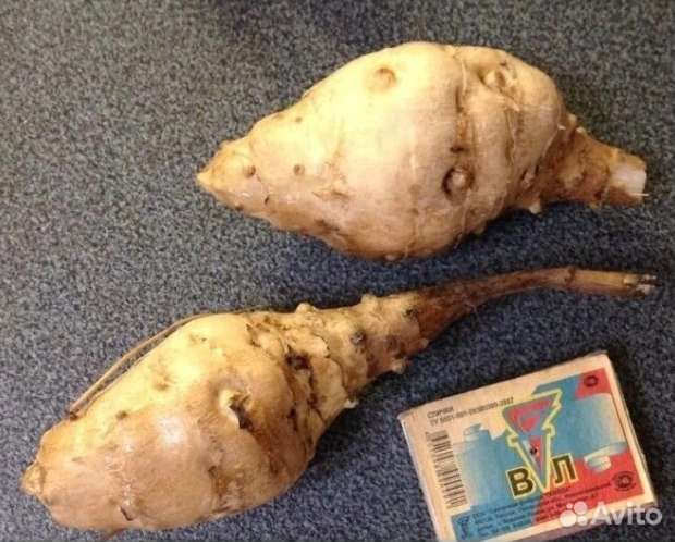 Топинамбур Четыре сорта