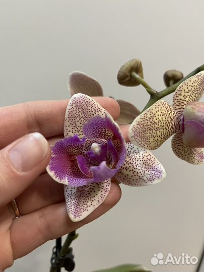 Орхидея фаленопсис бабочка - пелорик