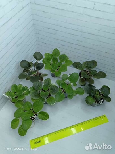 Фиалки набор