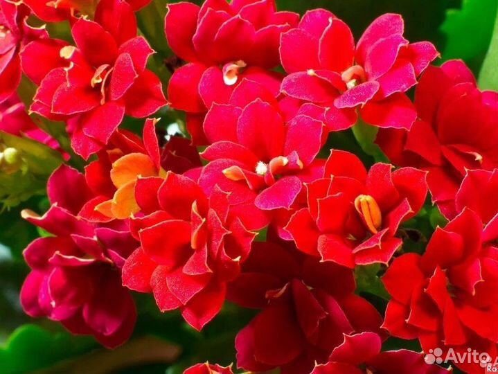 Домашние цветы