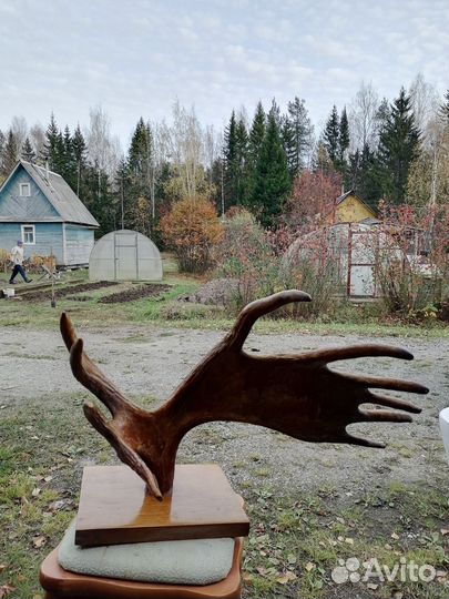 Продам рога лося