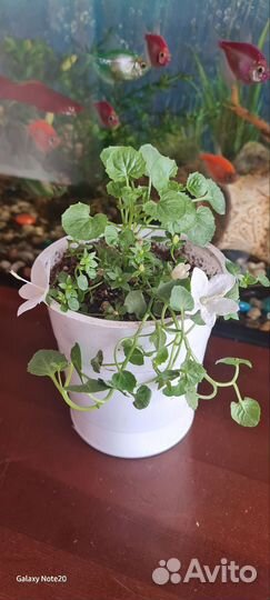 Кампанула жених и невеста