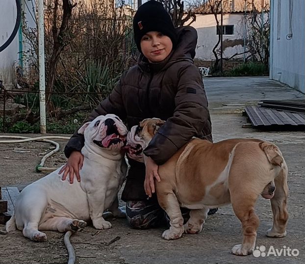 Английский бульдог вязка