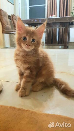 Котята мейн-кун рыжие мальчик