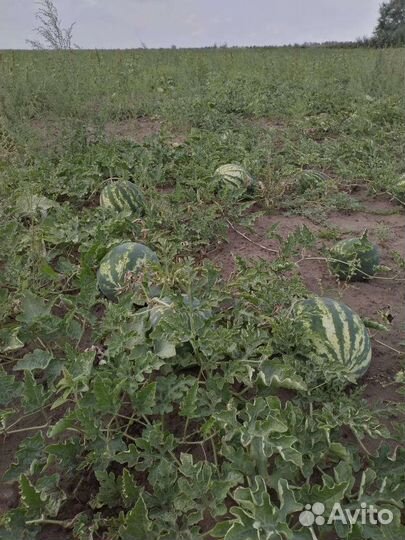 Черлакский арбузы