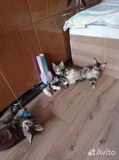 Котята мейн-кун