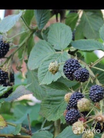 Саженцы ежевики, малины