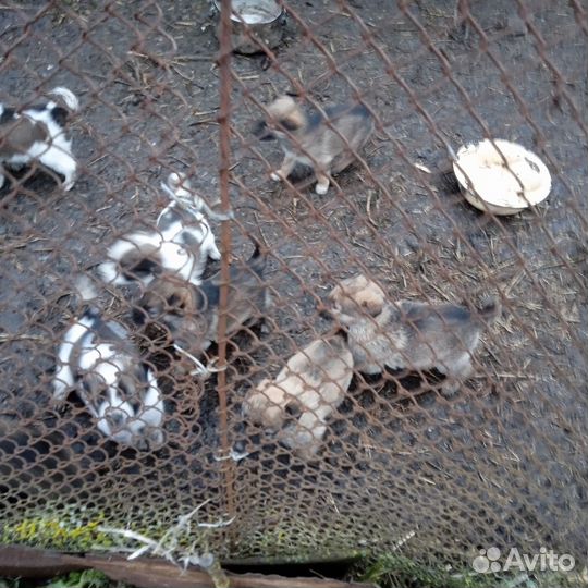 Домашние животные собаки щенки бесплатно